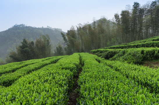 竹林茶园