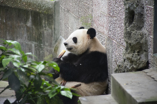 吃竹子的熊猫