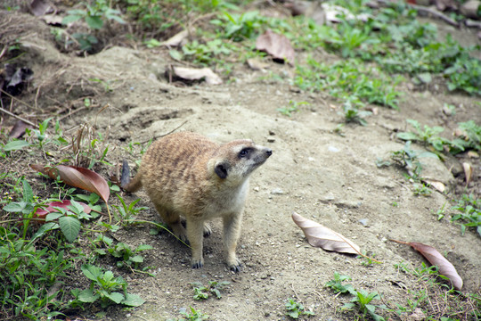 非洲草原獴