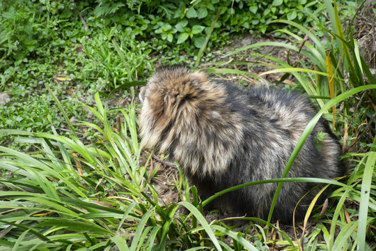 小浣熊