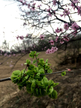 榆钱桃花