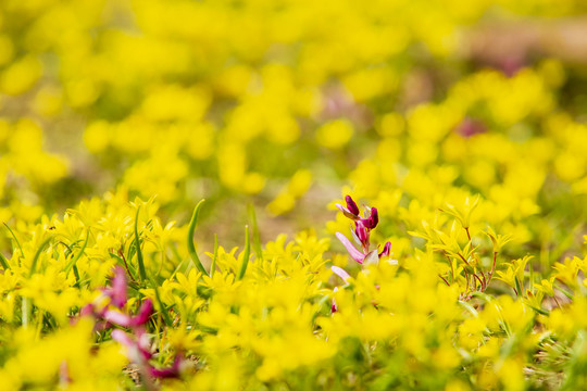 黄花顶冰花