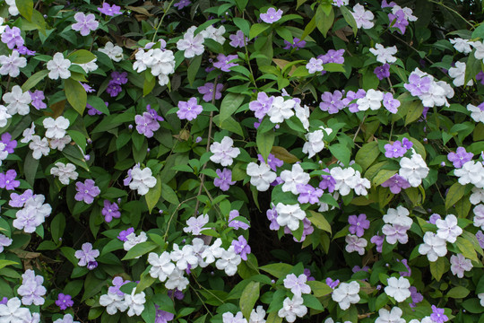 茉莉花