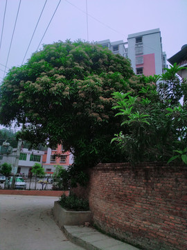 幽静的小路