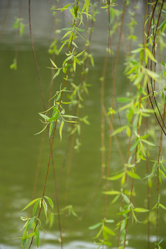 柳树