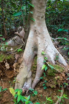 树根