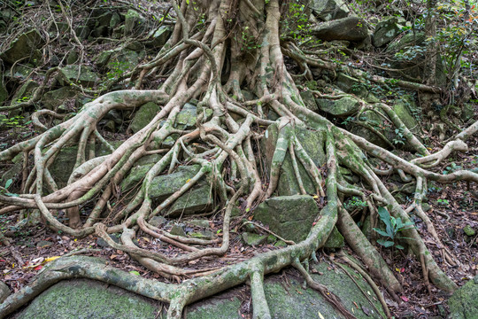 树根