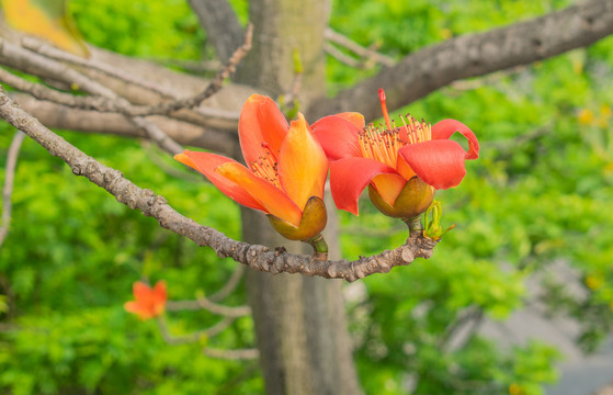 木棉花