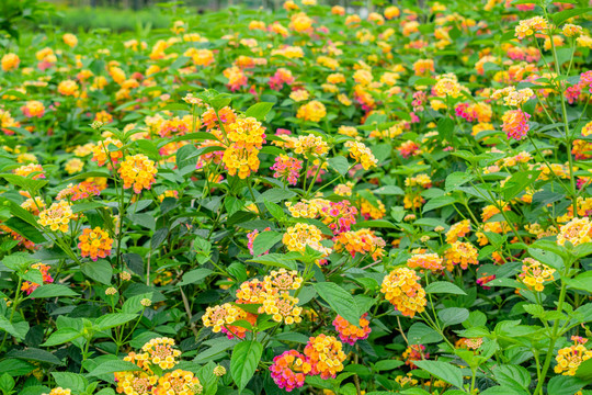 马缨丹花