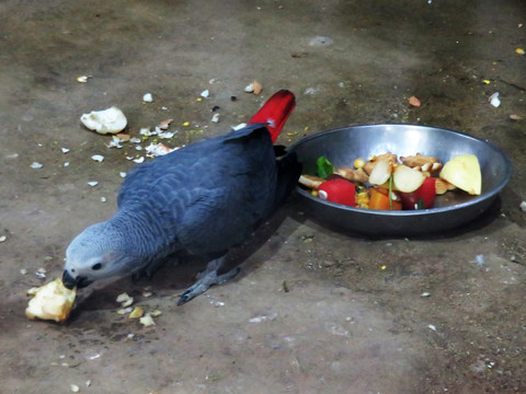 鹦鹉吃食