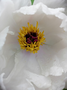 牡丹花蕊