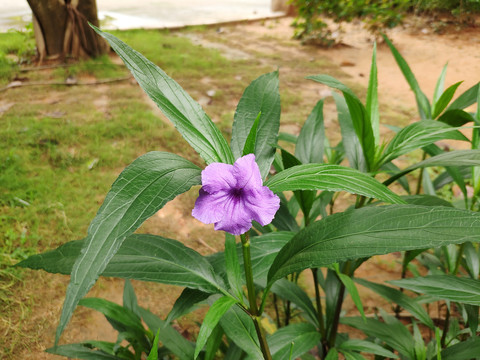 蓝花草