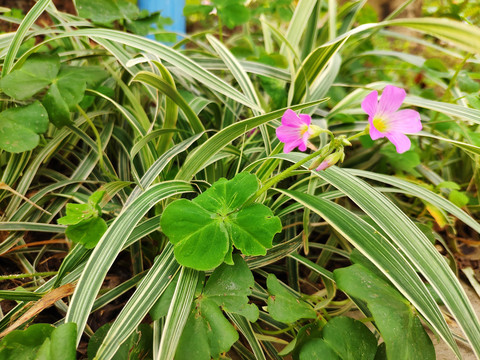 粉花酢浆草