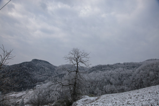 雪景