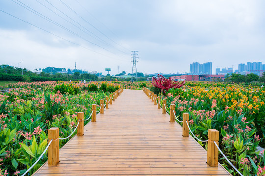 田间小路木板路美人蕉种植苗圃