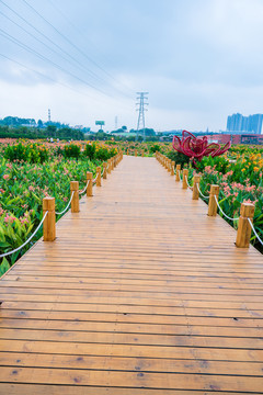 田间小路木板路美人蕉种植苗圃