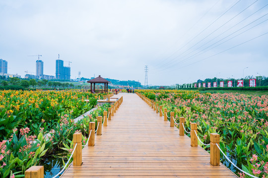 田间小路木板路美人蕉种植苗圃