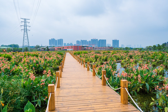 南宁那考河湿地公园木板路