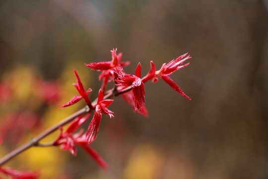 新芽