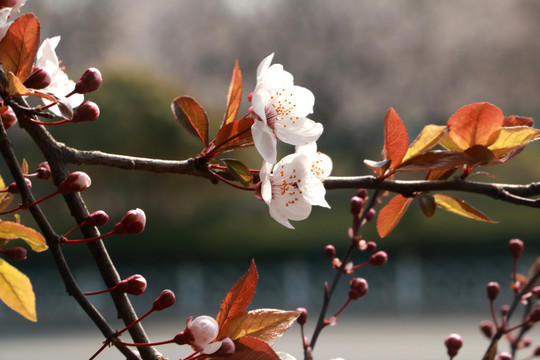樱花
