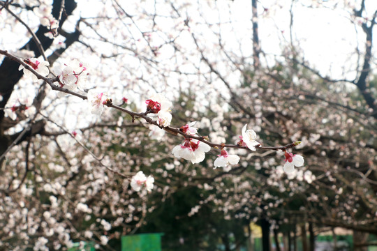 樱花