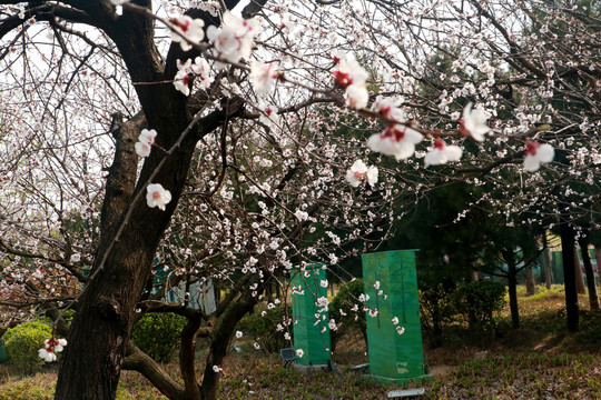 樱花