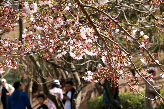 樱花