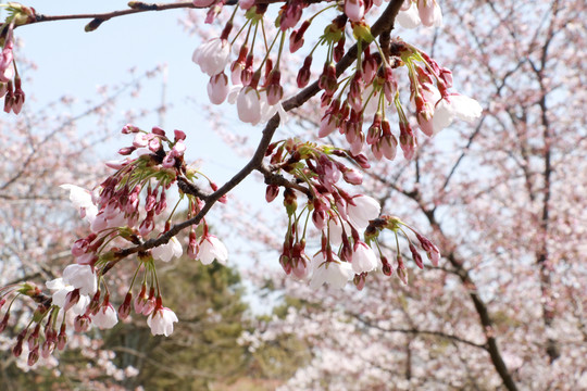樱花