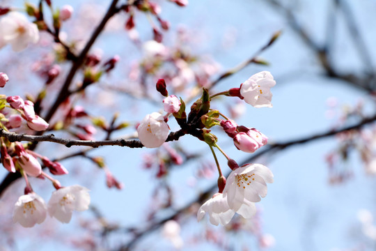 樱花