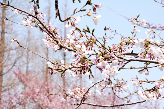 樱花