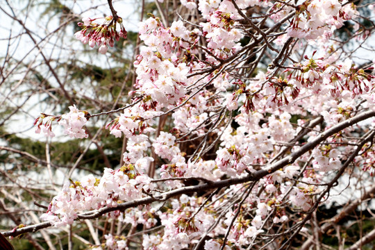 樱花