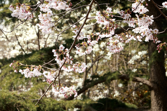 樱花