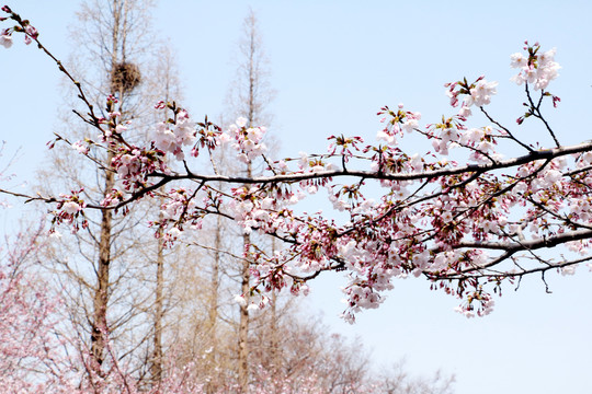 樱花