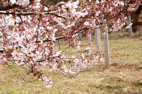 樱花