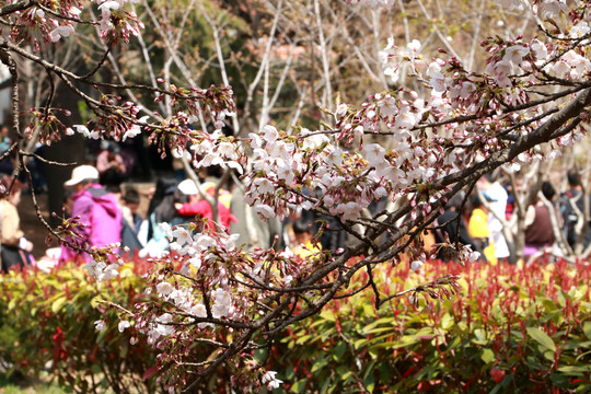樱花