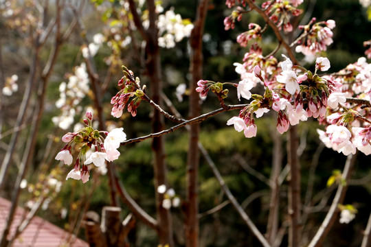 樱花