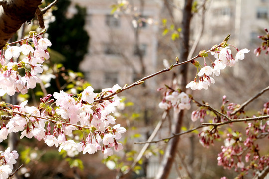 樱花