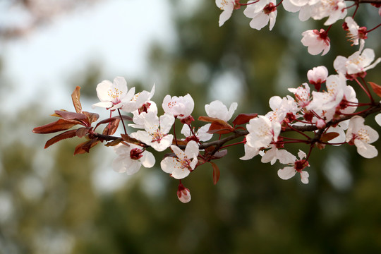 樱花