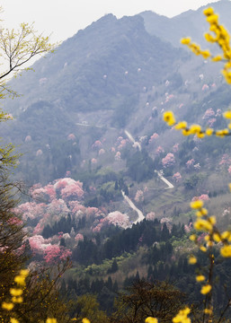 吴家后山辛夷花