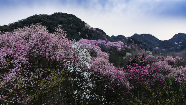 吴家后山辛夷花