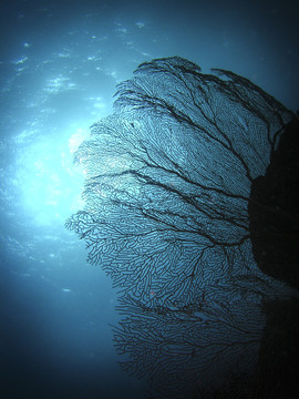 海藻