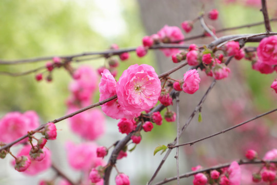 榆叶梅高清