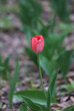 郁金香花海