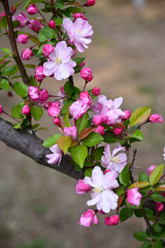 海棠花开