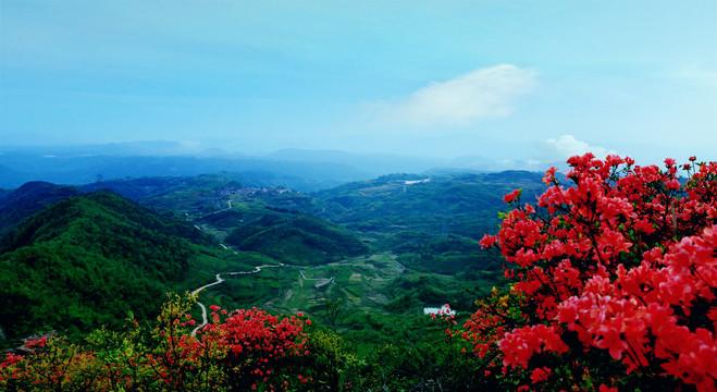 映山红