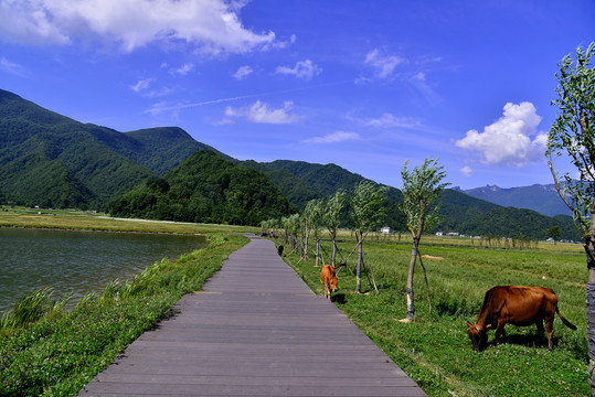 大九湖景色