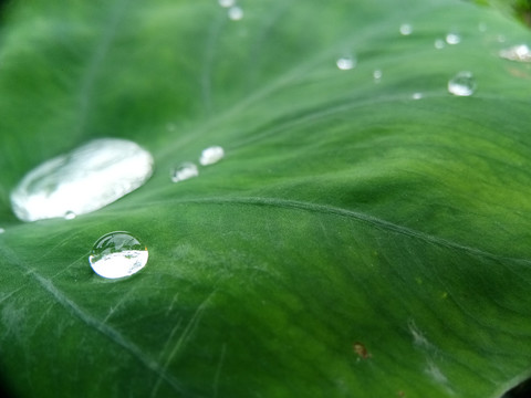 植物上的水滴