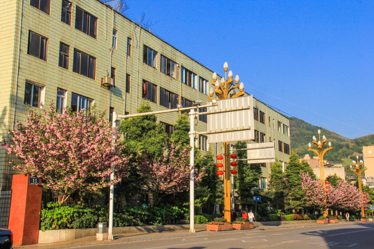 樱花大道