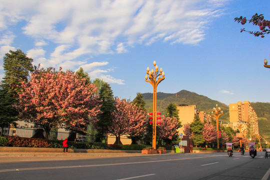 樱花大道