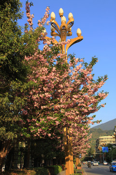 樱花树与玉兰路灯街景